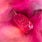 Sweet Diamond Pink Pepper | 25